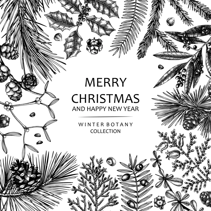Merry Christmas card. Square frame with evergreen plants, conifers, and nuts drawing. Winter design with hand-drawn botanical illustrations. Christmas background, New Year invitation template